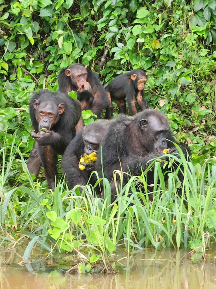 Visite de Pongo Songo passant par Dizangue Edea
